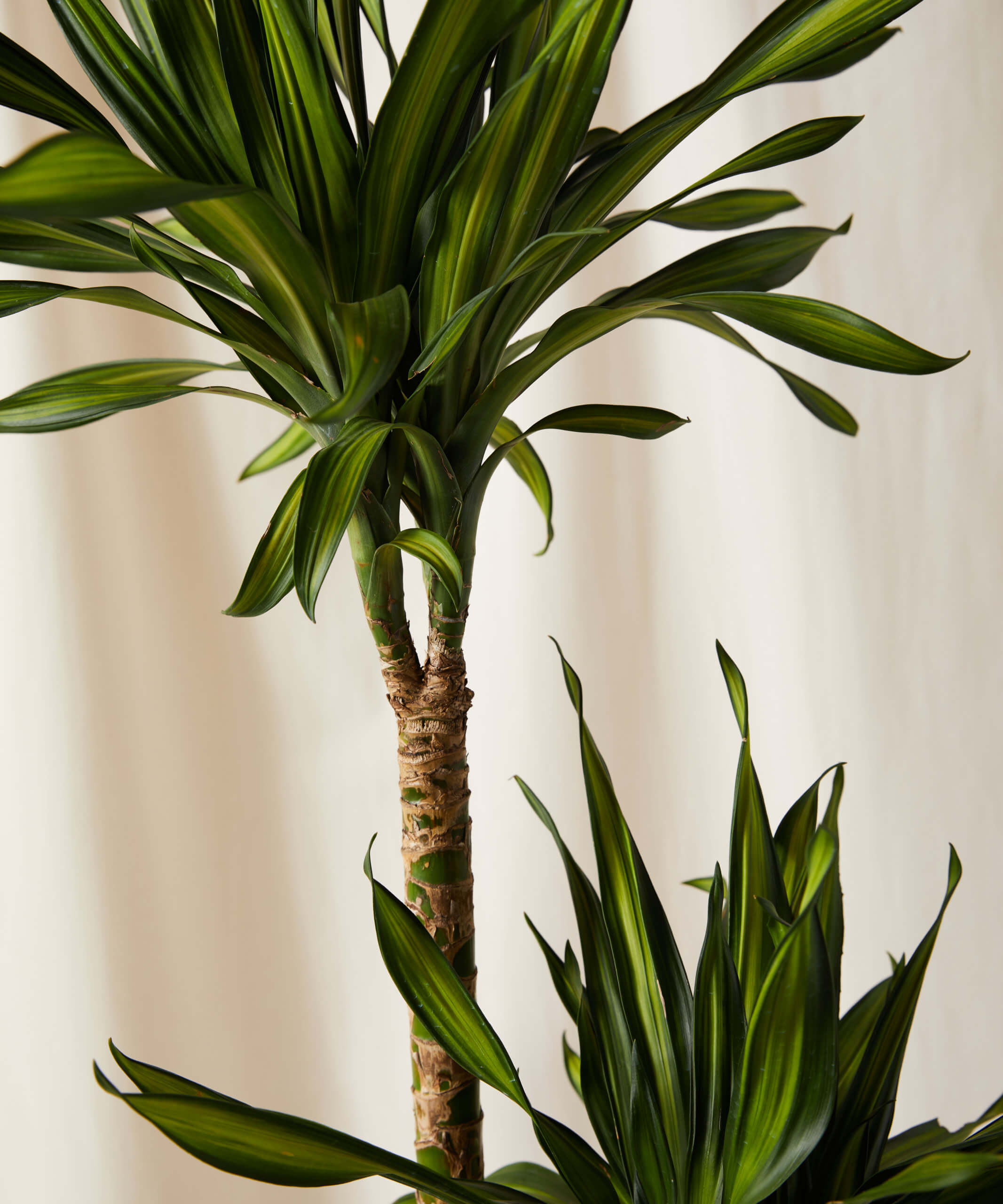 Dracaena Cintho cane 10" | 615 Nursery and Garden Center
